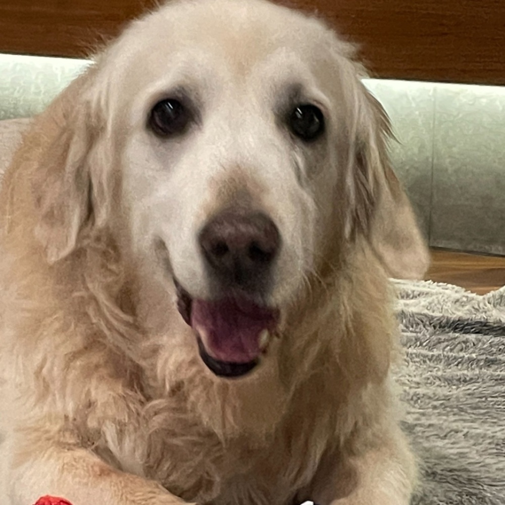 Meet your Posher, Lillie